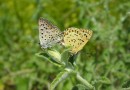 Lycaena tityrus ©  S. Beshkov